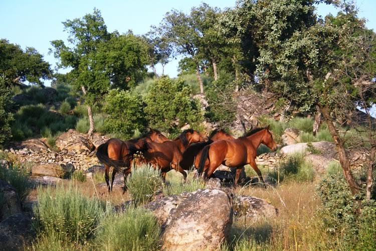 Quinta Lamosa Agroturismo Arcos de Valdevez Exteriér fotografie